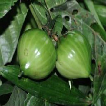 Massularia Acuminata